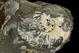 Iridescent Ammonite (Quenstedticeras) Fossil in Rock - Poland #127849-2